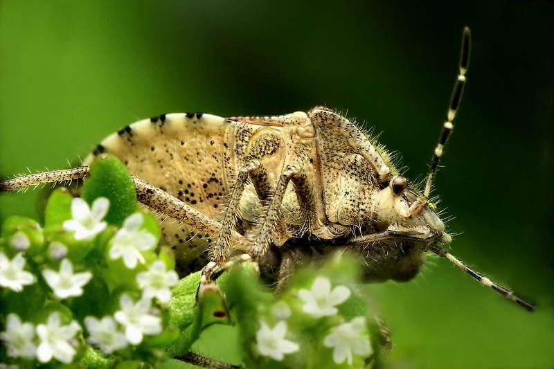 colycoris baccarum-03.jpg